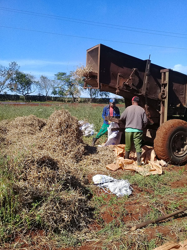 En la Finca El Retiro continúan las labores agrícolas