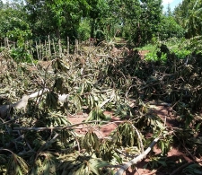 Afectaciones del huracán Irma en áreas agrícolas