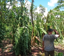 Afectaciones del huracán Irma en las plantaciones de plátano