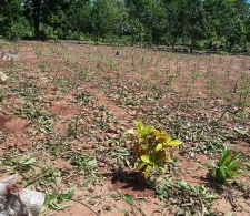 Daños causados por el huracán Irma en los cultivos