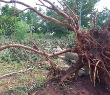Daños en áreas agrícolas