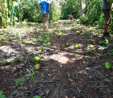 Daños en áreas agrícolas cercanas a Cárdenas