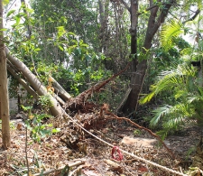 Daños en la comunidad cardenense