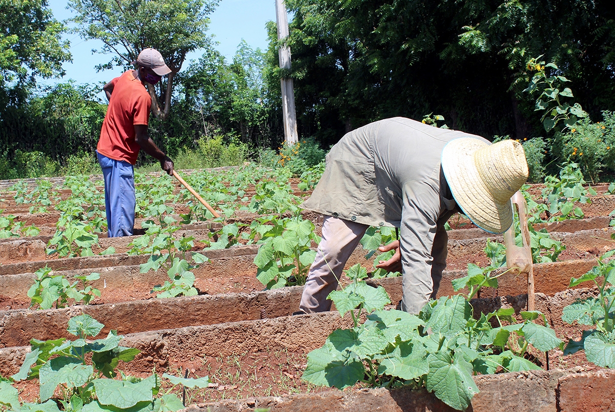 Algunos de los trabajadores de la finca El Retiro durante las labores de siembra
