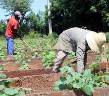 Algunos de los trabajadores de la finca El Retiro durante las labores de siembra