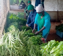 Desde bien temprano se labora en la disposición de las hortalizas y frutas que son ofertadas a la población