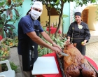 8-Cerdo-asado-ofrecido-a-los-presentes-por-los-trabajadores-de-la-Finca-El-Retiro