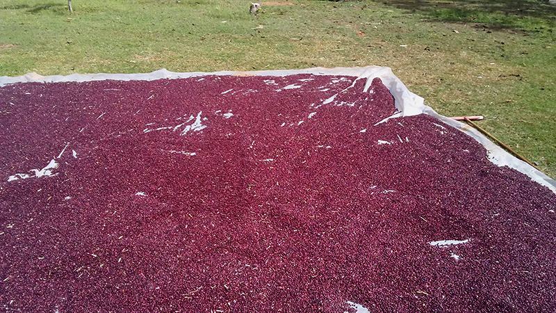 Cosecha de frijoles en la Finca El Retiro