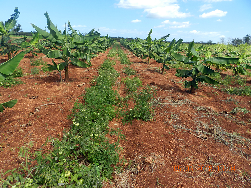 Cosechas de plátano y tomate, en la Finca el Retiro