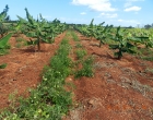 Cosechas de plátano y tomate, en la Finca el Retiro