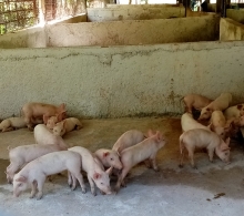 Finca El Retiro