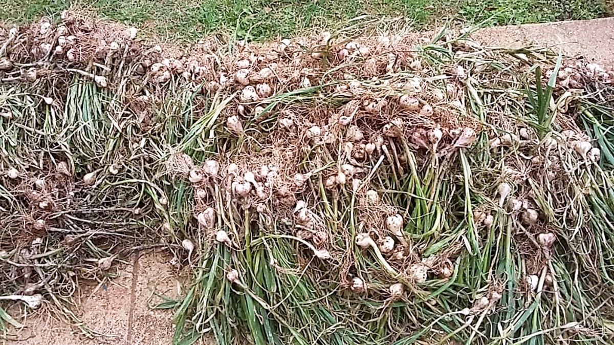 Gran rendimiento tuvo la cosecha de ajo