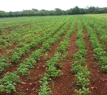 Cultivo de papa orgánica