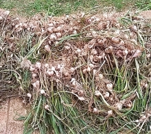 Gran rendimiento tuvo la cosecha de ajo