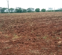 Preparación de tierras para siembra de maíz