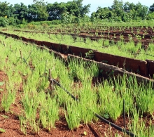 La siembra de hortalizas en canteros facilita su manipulación, acceso, y control de malezas, plagas y enfermedades