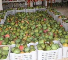 Rica la producción de mango durante este año