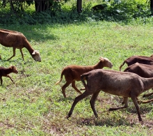 Se crea un establo independiente para separar las carneras preñadas del resto, lo que dará mayor seguridad a las crías