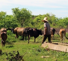 Se trabaja para aumentar las cabezas de ganado