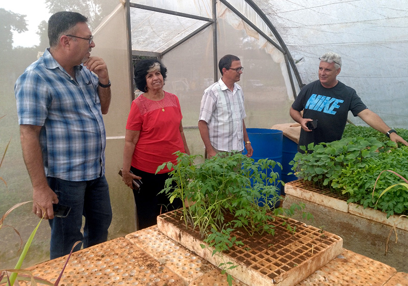 En una de las casas de cultivo tapado