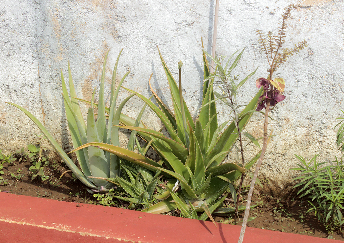 Siembra de plantas medicinales en los canteros del patio trasero del CCRD-Cuba