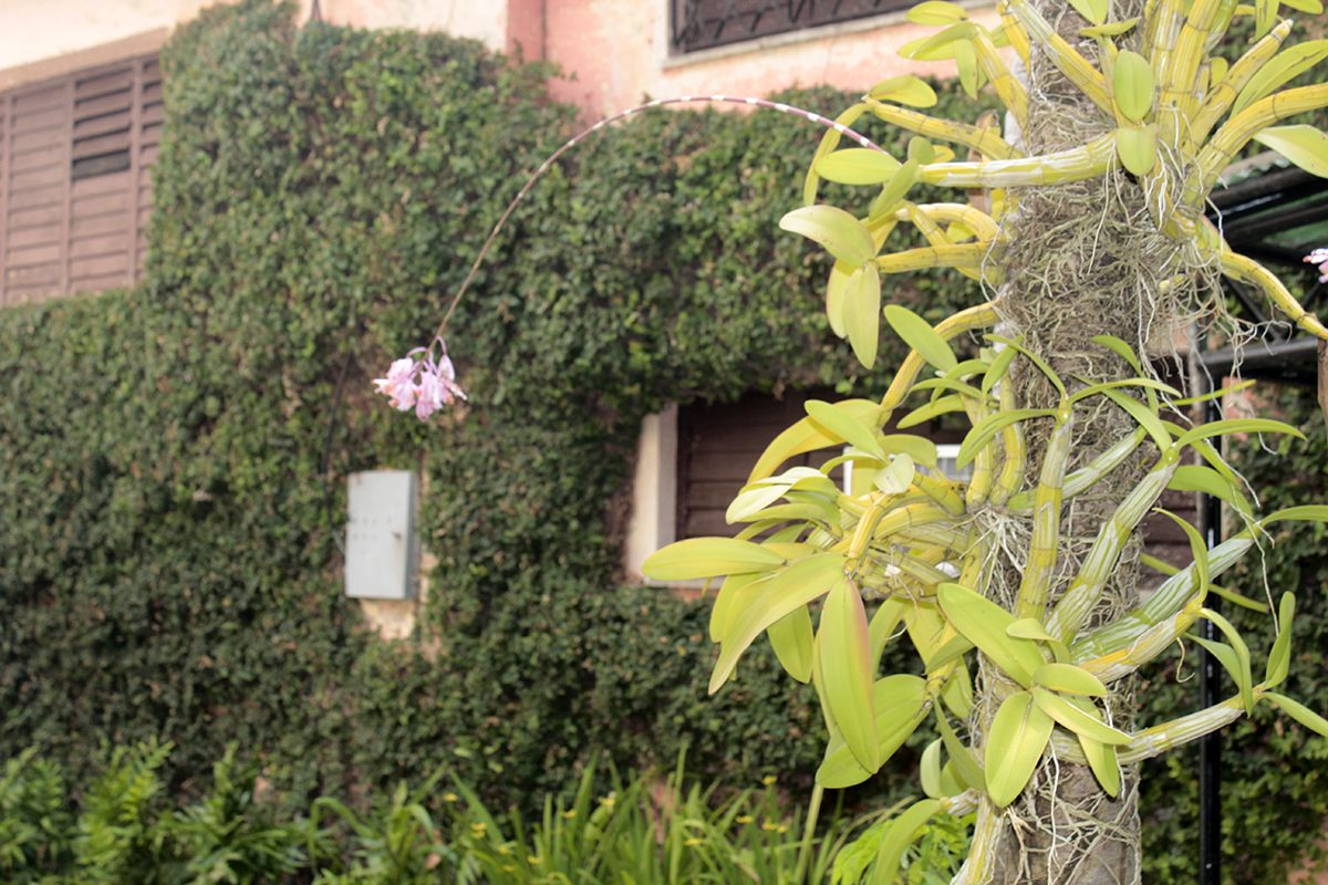 Una orquídea que florece es una maravilla de la Creación