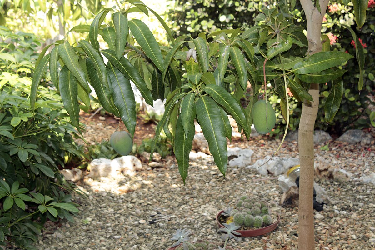 Diversidad de plantas en los jardines, mangos y cactus
