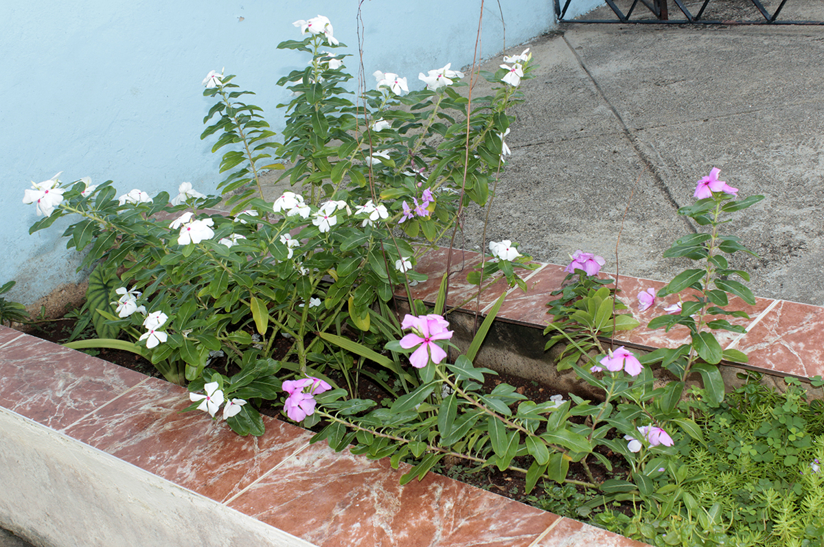 Flores en los jardines del CCRD-Cuba