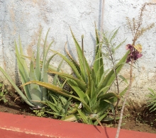 Siembra de plantas medicinales en los canteros del patio trasero del CCRD-Cuba