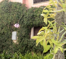 Una orquídea que florece es una maravilla de la Creación
