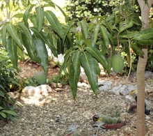 Diversidad de plantas en los jardines, mangos y cactus