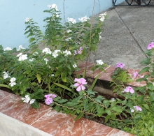 Flores en los jardines del CCRD-Cuba