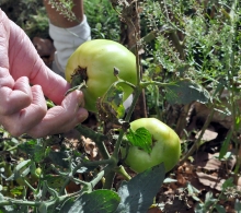 Uno de los propósitos fue conocer sobre alternativas en la producción de alimentos para proyectar futuros talleres con enfoque agroecológico