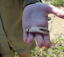 Se recogieron, además, caracoles, semillas, muelas de jaibas para hacer manualidades en casa