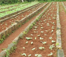 Sembrados de la finca El Retiro