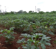 Cultivos de fruta bomba
