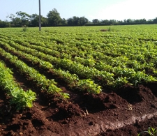 Cultivos en Finca El Retiro
