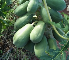 Fruta bomba