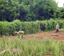 Plantaciones en la Finca El Retiro