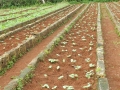 Sembrados de la finca El Retiro