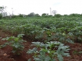 Cultivos de fruta bomba