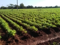 Cultivos en Finca El Retiro