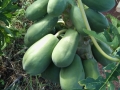 Fruta bomba