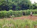 Plantaciones en la Finca El Retiro