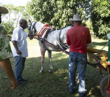 Procedimiento práctico sobre el empleo del nuevo recolector de heces para coches de tracción animal