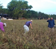 Los trabajadores de la sede del CCRD-C, ya de oficinas u otras áreas, se suman a esta labor