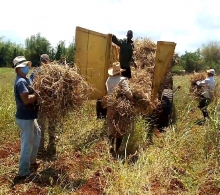 Una vez arrancado el frijol, se procede a amontonarlo para trillarlo