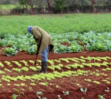 Durante la etapa invernal se labora bastante en las siembras de vegetales y hortalizas, aunque también en otros cultivos