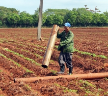 En la etapa de germinación del frijol es importante el riego de la tierra con agua