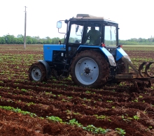 Remover la tierra durante el período de germinación del frijol es fundamental
